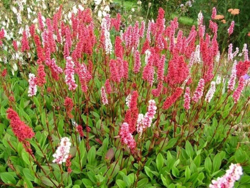 Горец родственный Суперба (Polygonum affine `superba`)
