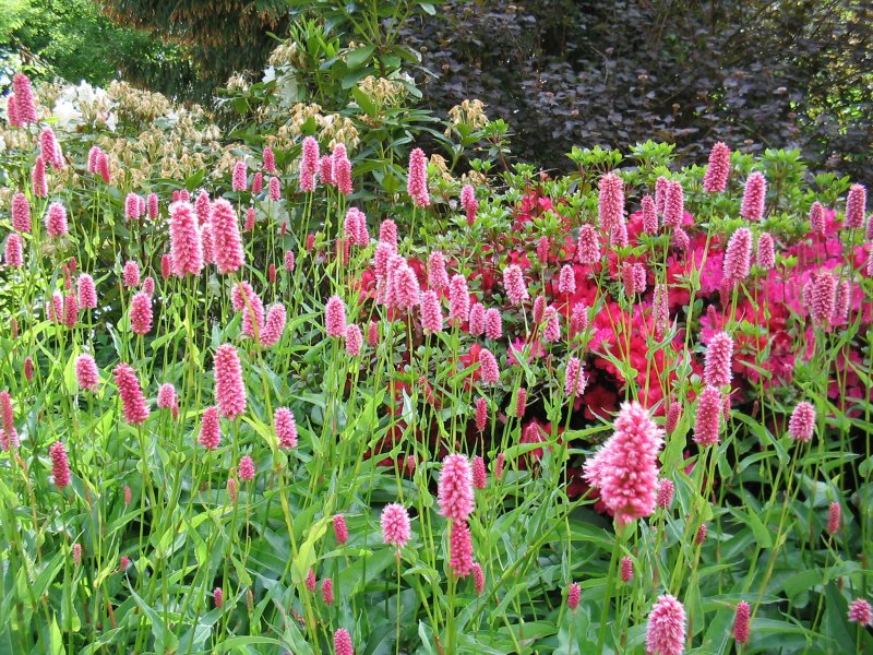 Горец змеиный (Polygonum bistorta)