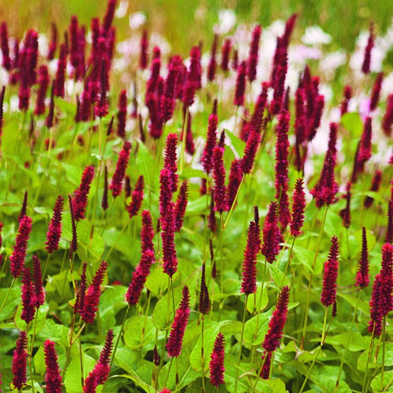Горец стеблеобъемлющий "Persicaria"
