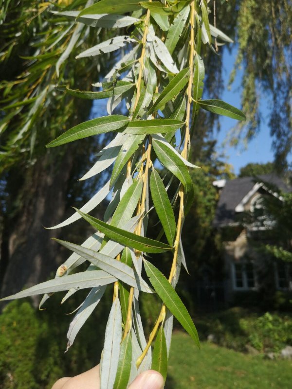 Ива белая (Salix Alba)