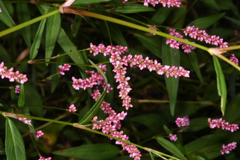 Persicaria растение