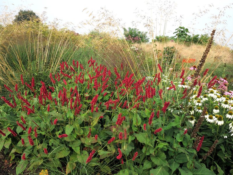 Горец свечевидный "fat Domino" (Persicaria amplexicaulis)