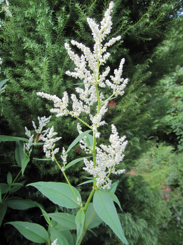 Горец изменчивый (к) Persicaria polymorpha