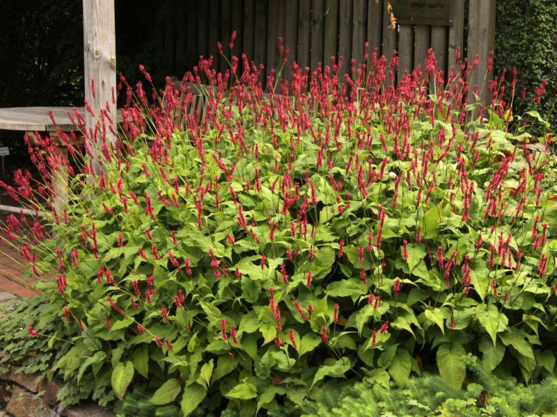 Горец стеблеобъемлющий (Persicaria amplexicaulis)