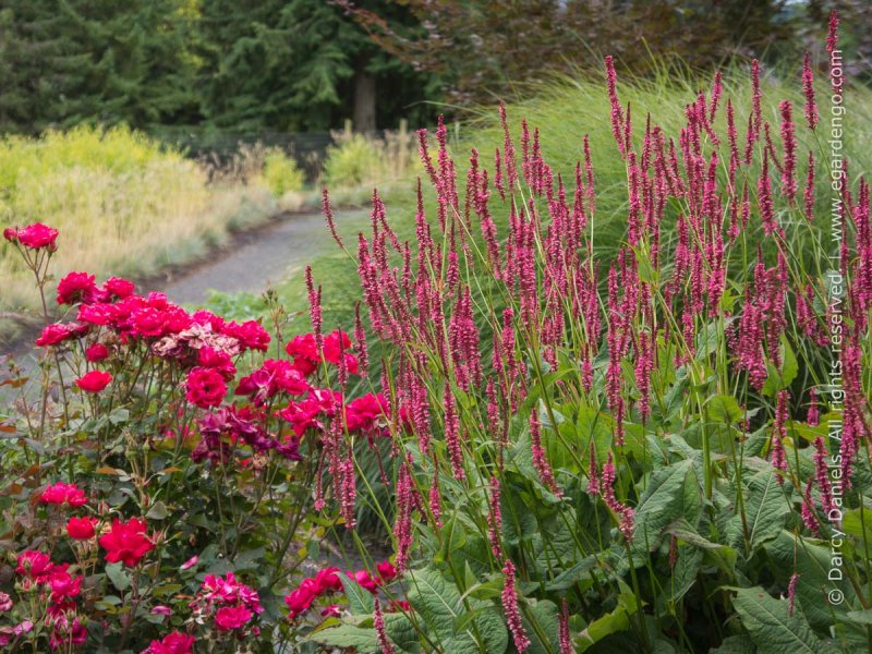Горец стеблеобъемлющий (Persicaria amplexicaulis)