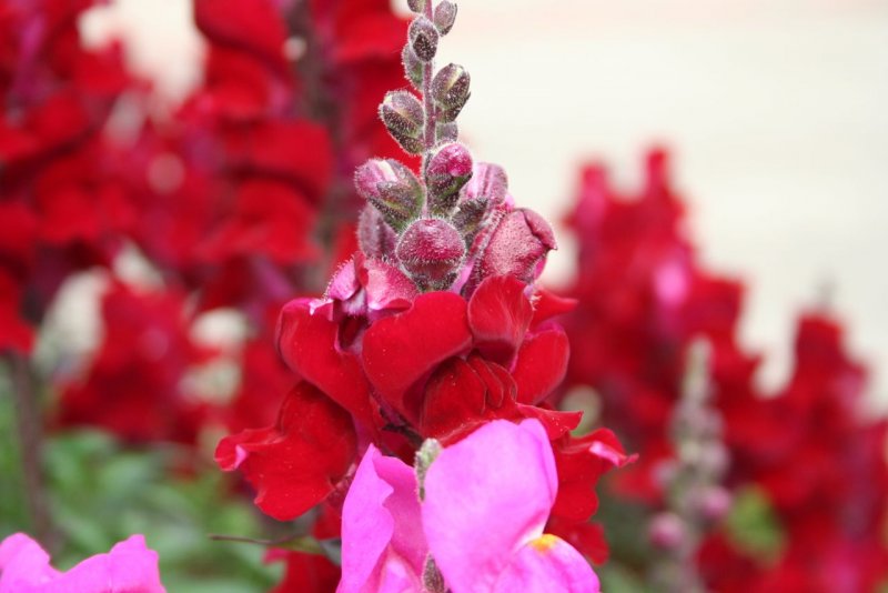 Antirrhinum majus pumilum