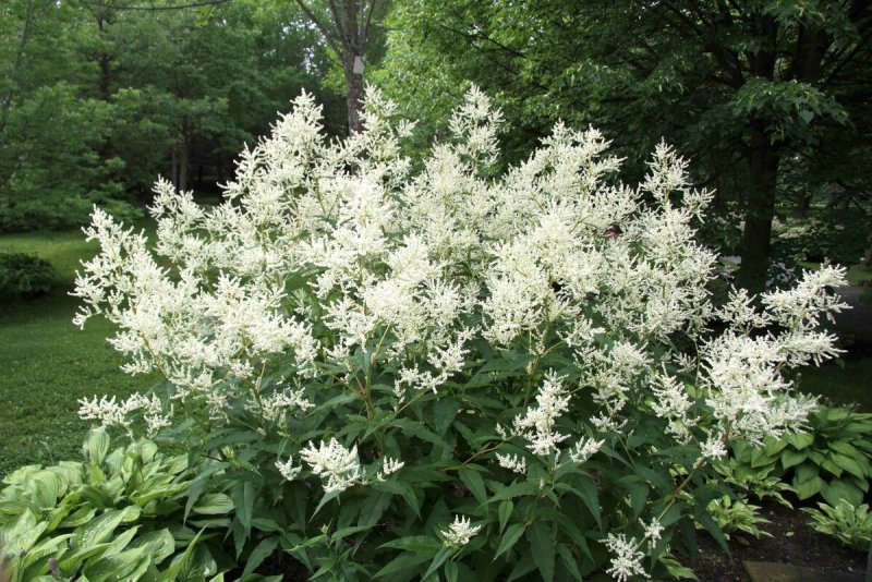 Персикария polymorpha