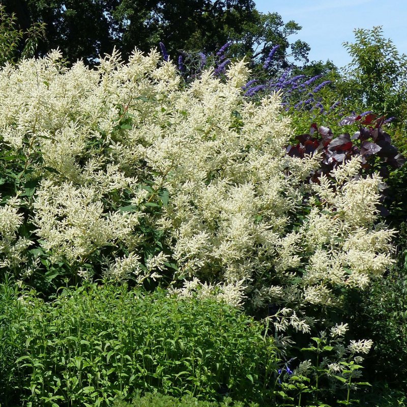 Горец изменчивый (Polygonum polymorpha)