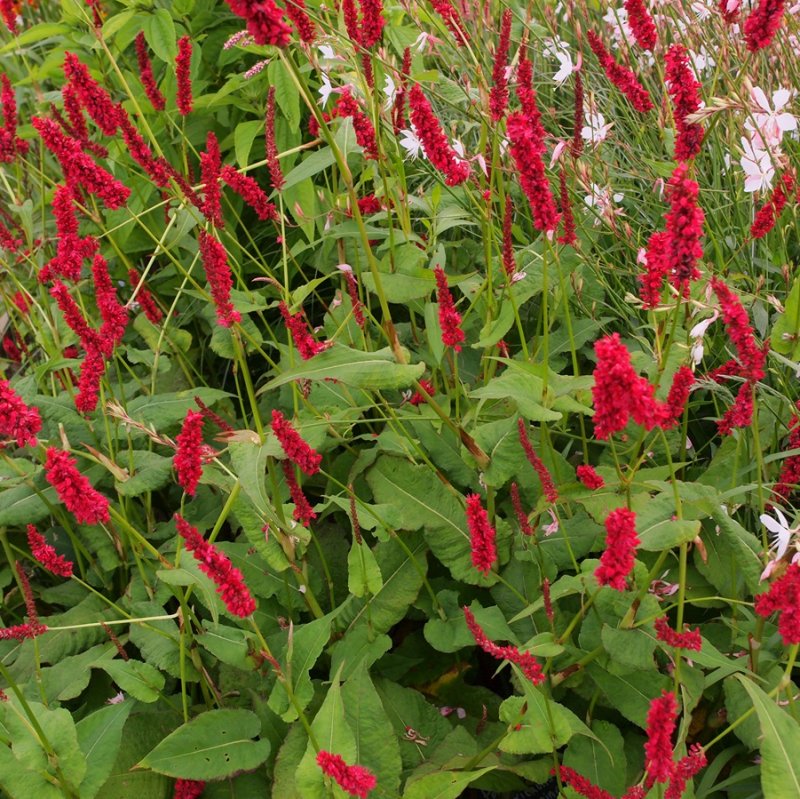 Persicaria amplexicaulis