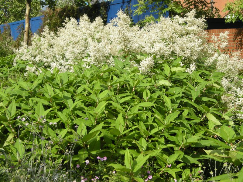 Персикария polymorpha