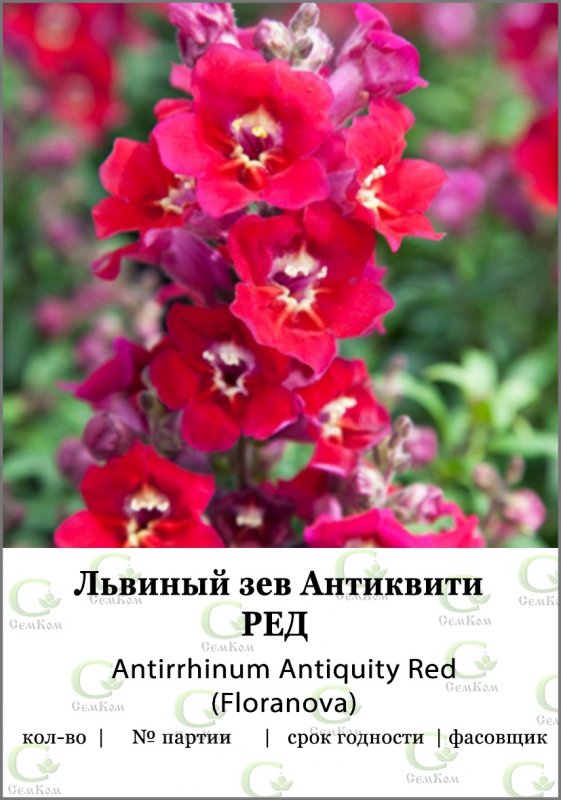 Львиный зев Антиквити (69 фото)