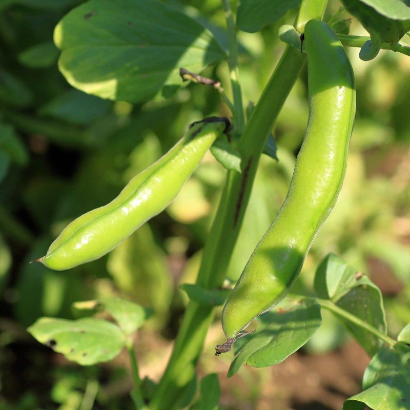 Vicia Faba Seed