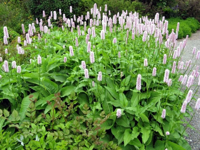 Горец змеиный (Polygonum bistorta)