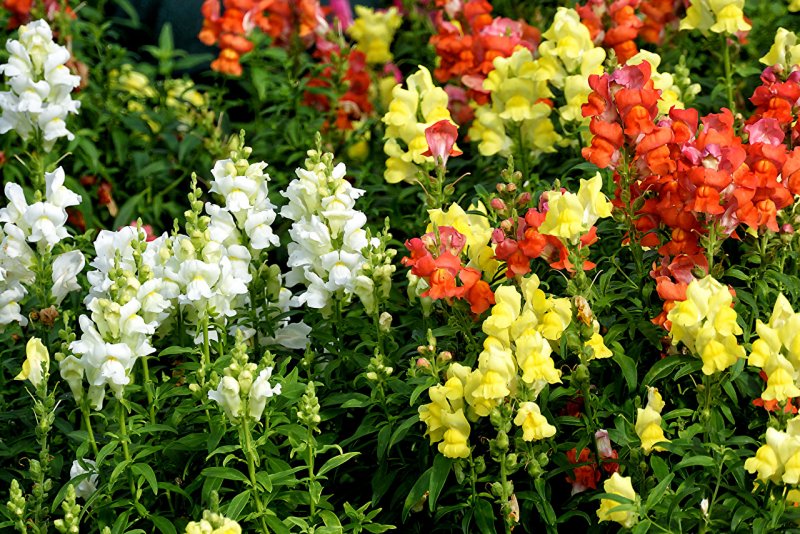 Антирринум / Antirrhinum