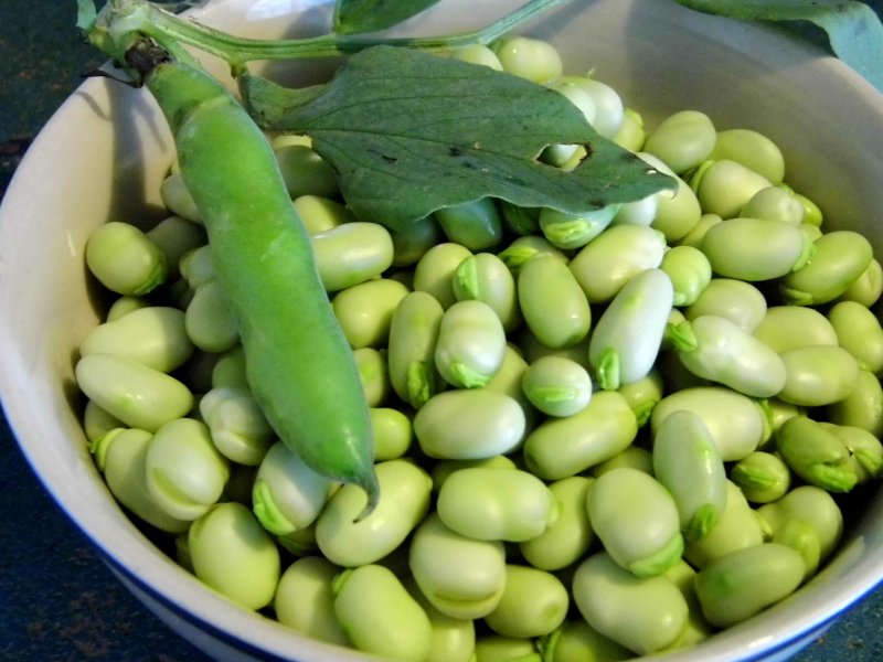 Бобы (Vicia Faba).