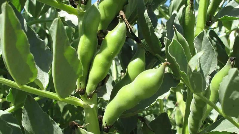 Бобы конские - Vicia Faba