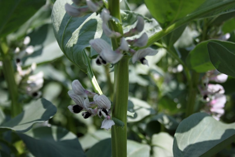 Кормовые Бобы медонос Vicia Faba