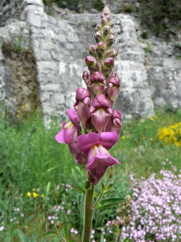 Antirrhinum majus