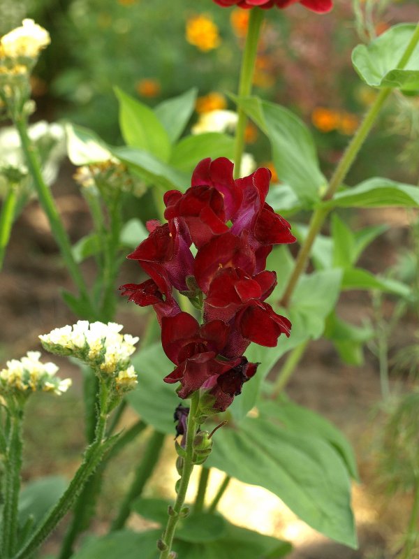 Antirrhinum majus pumilum Kimosy