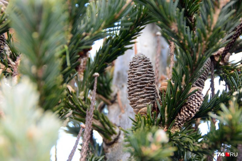 Пихта Великая Abies Grandis