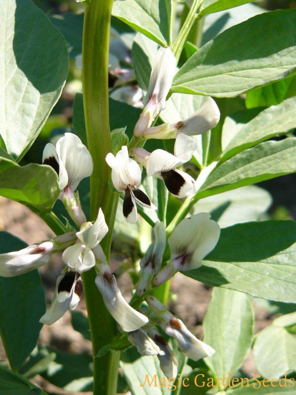 Бобы конские - Vicia Faba