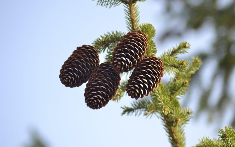 Европейская пихта Abies Alba