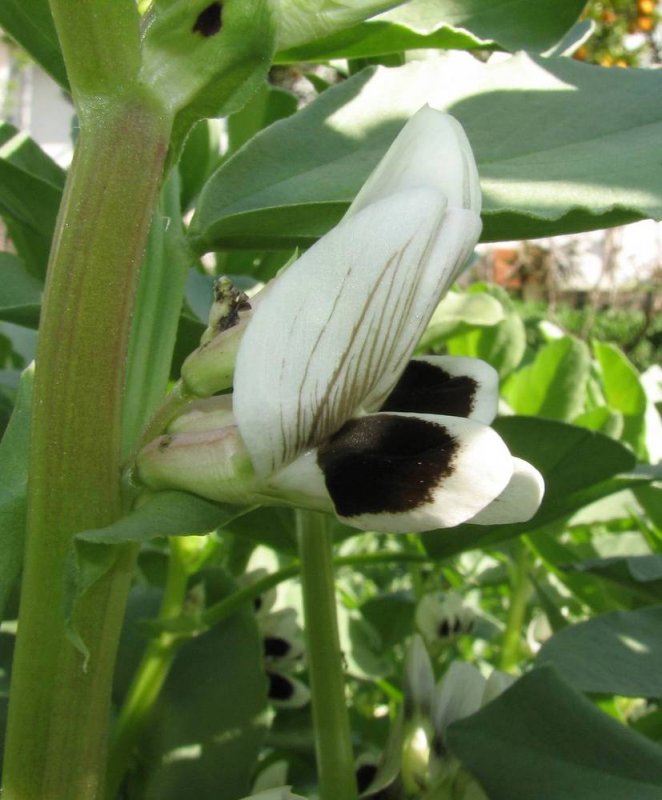 Vicia Faba l.
