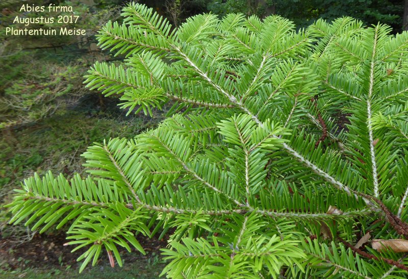 - Пихта Великая (Abies Grandis, Pinaceae) рисунок