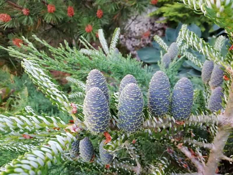 Пихта Abies nordmanniana
