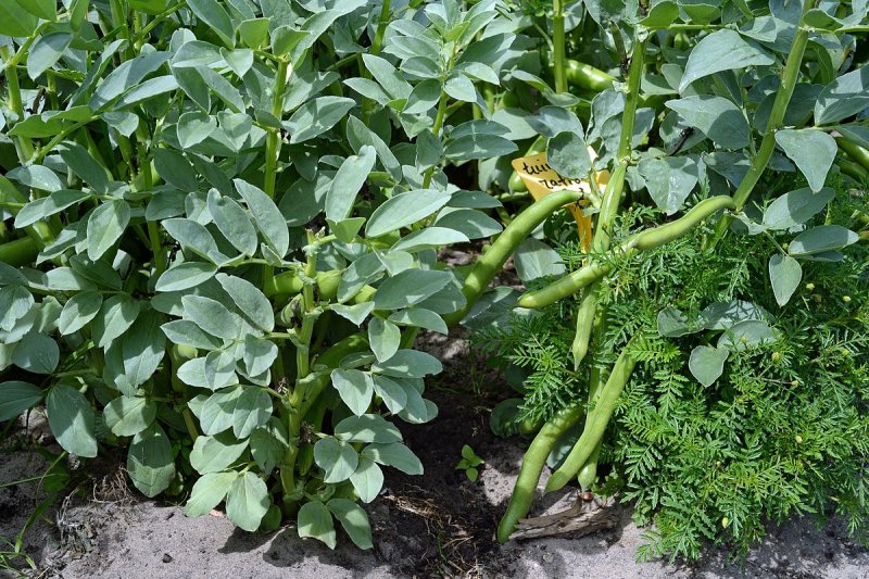 Бобы конские (Faba Beans)