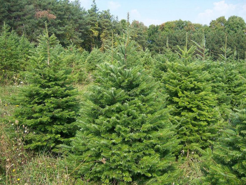 Европейская пихта Abies Alba