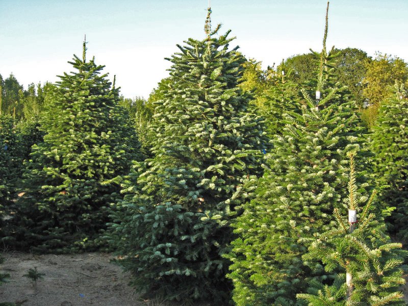 Пихта Кавказская Abies nordmanniana (Steven.)