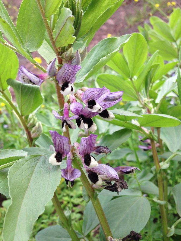 Бобы конские - Vicia Faba