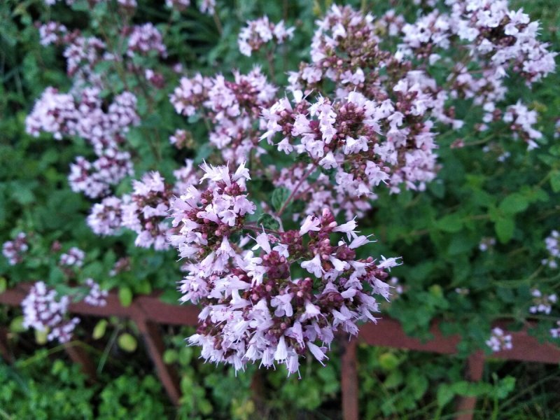 Душица Rosenkuppel