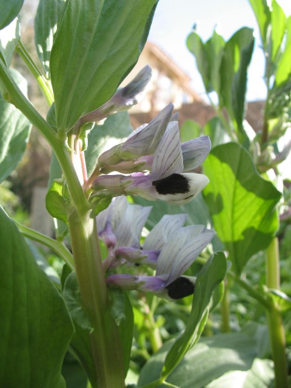 Бобы (Vicia Faba).