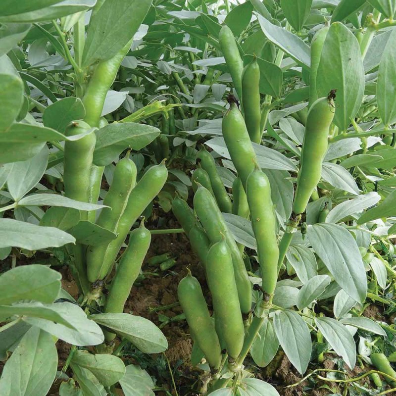 Бобы (Vicia Faba).
