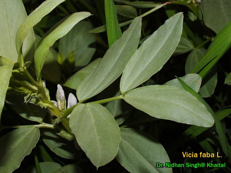 Vicia Faba l.