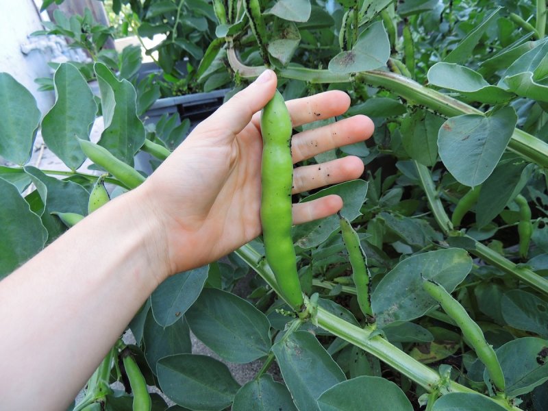 Бобы конские - Vicia Faba