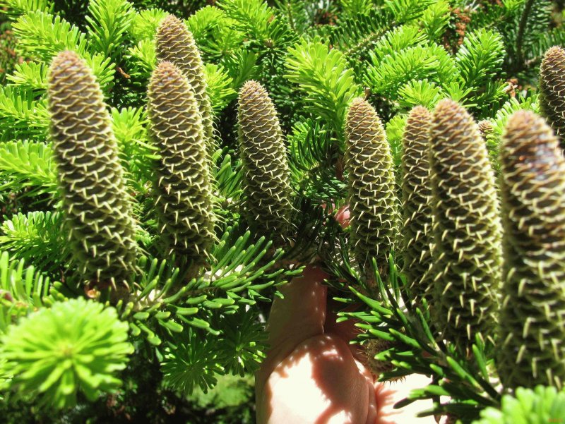 Пихта Сибирская — Abies sibirica Ledeb.