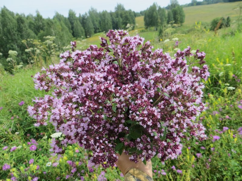 Душица Rosenkuppel