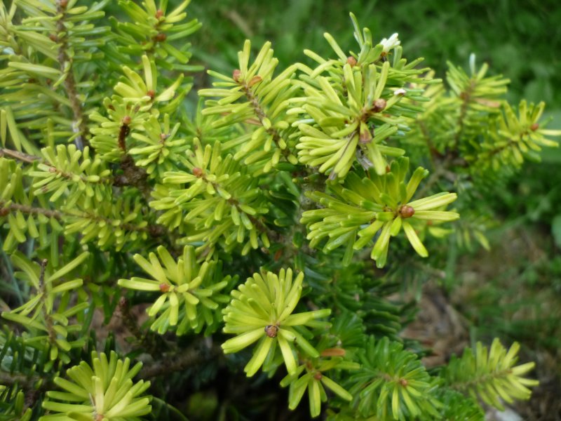 - Пихта Великая (Abies Grandis, Pinaceae)