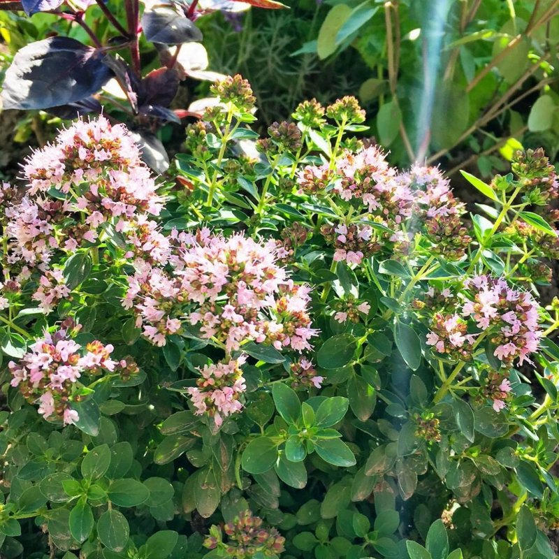 Origanum Majorana (майоран)
