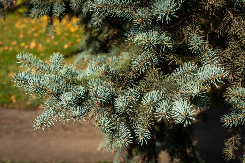 Ель Аянская Нана