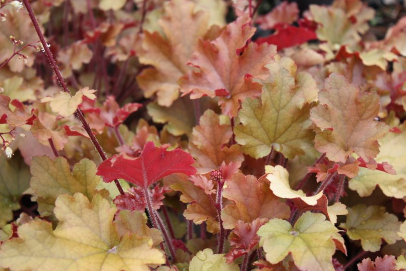 Heuchera Berry Marmalade