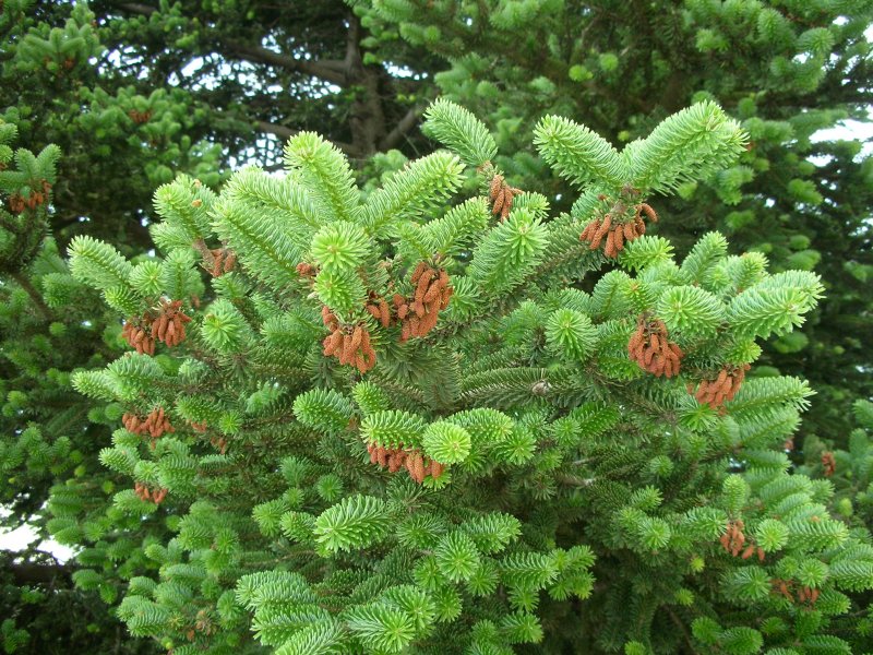 Пихта корейская Abies Koreana
