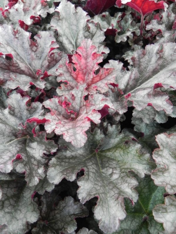 Гейхера "Lime Marmalade" (Heuchera)