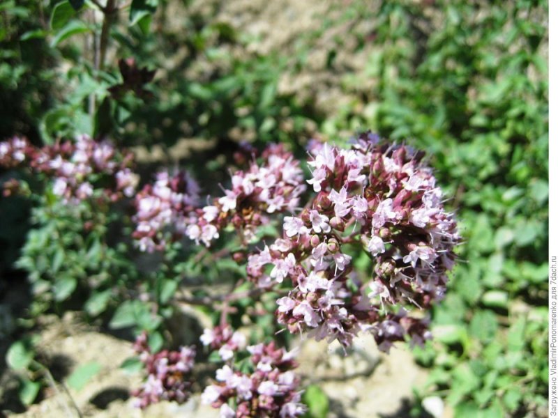 Шалфей Дубравный (Nepeta faassenii)