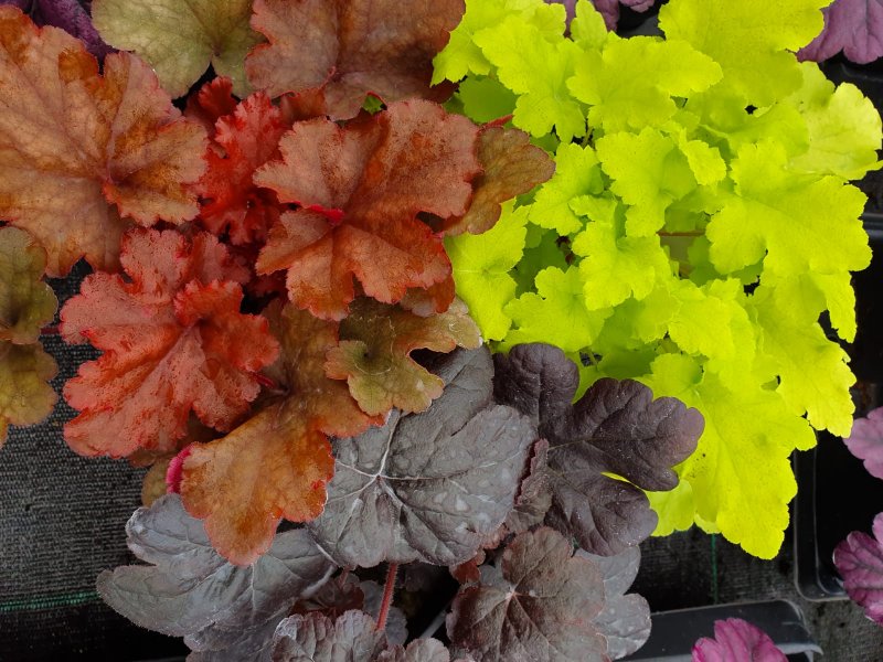 Гейхера "Lime Marmalade" (Heuchera)