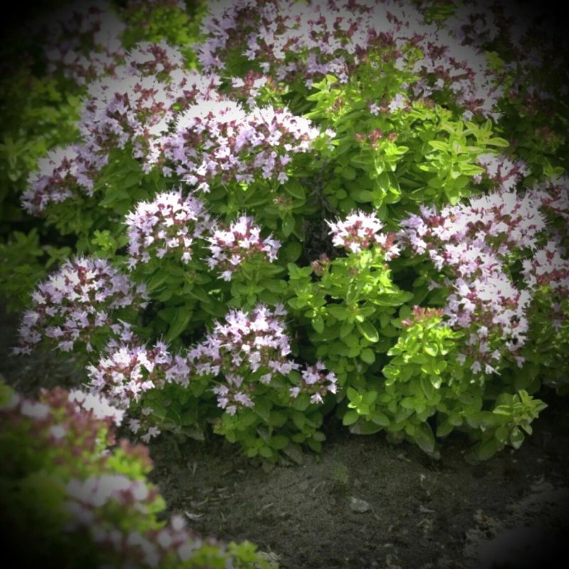 Душица "Purple Charm"