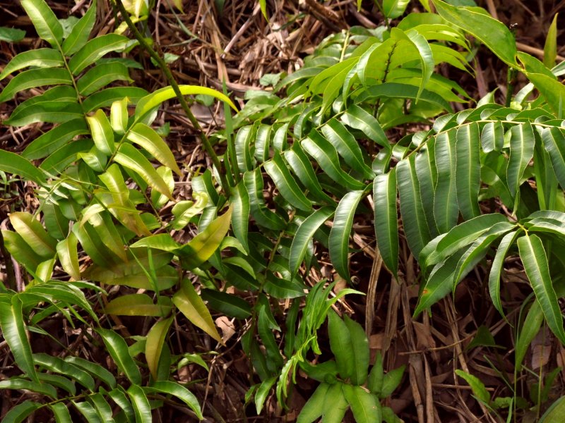 Stenochlaena palustris cristata